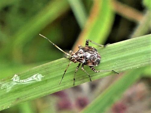 Lygus sp.